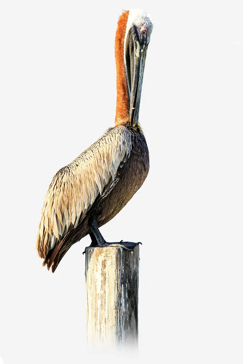 OATS MARINO PELICAN OATS MARINO PELICAN